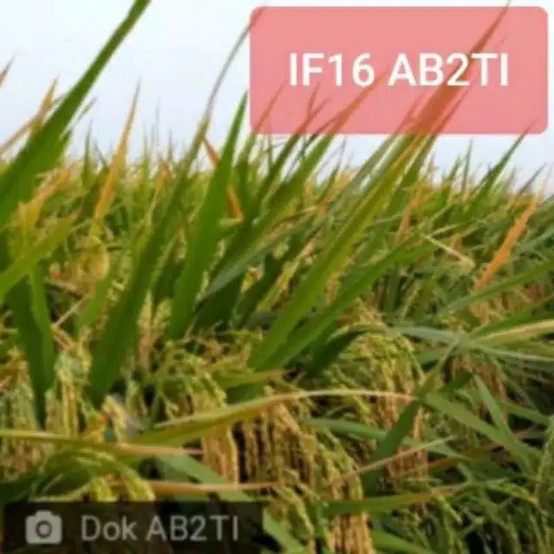 Benih padi IF AB2TI