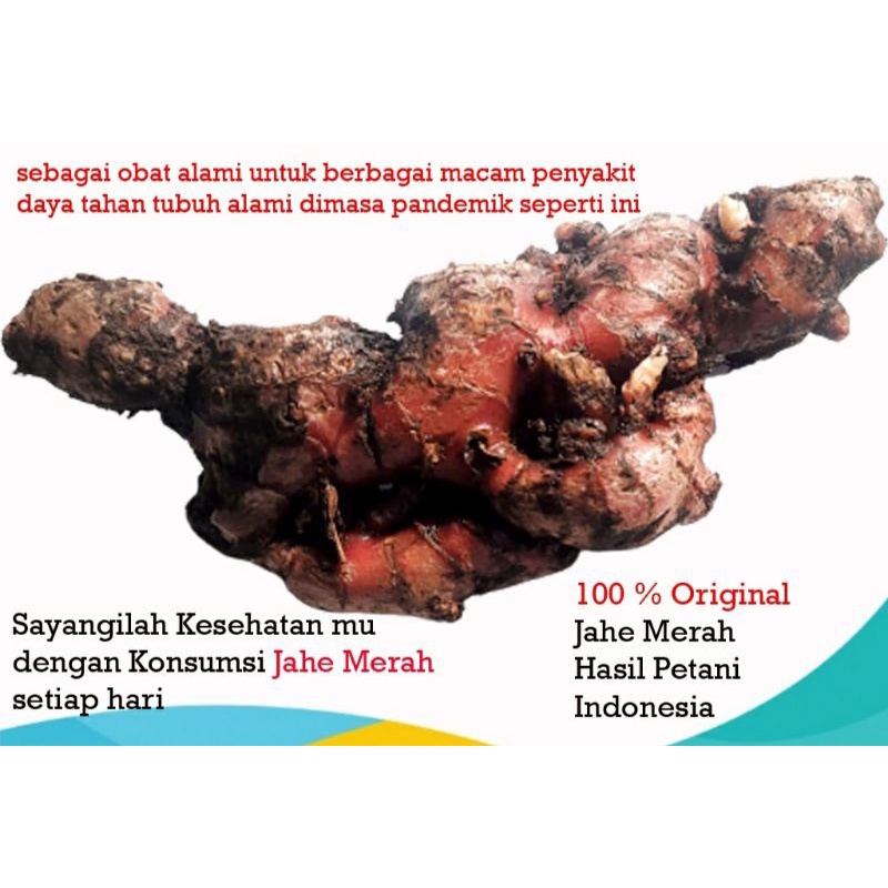 

1 KG JAHE MERAH / JAHE MERAH FRESH / JAHE MERAH JAWA / JAHE / Jahe merah 1kg / farashop