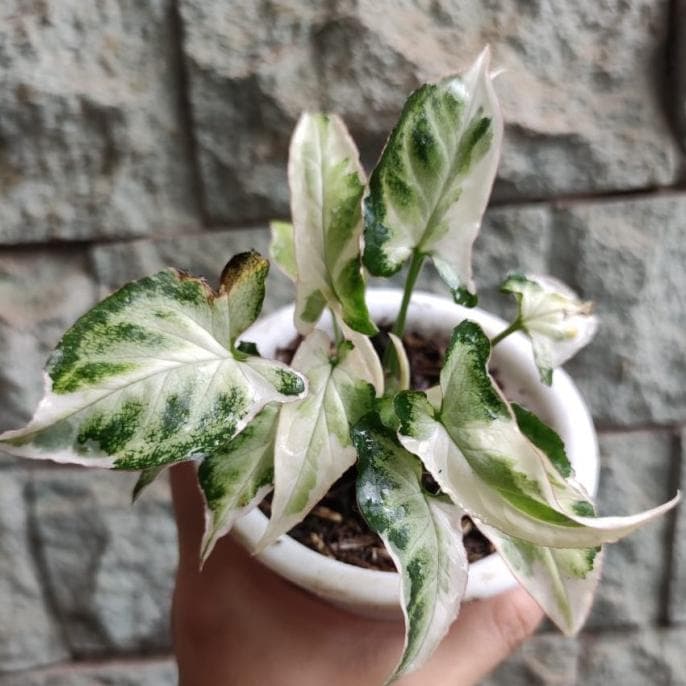 Tanaman Hias Syngonium T25 Singonium Yesomart