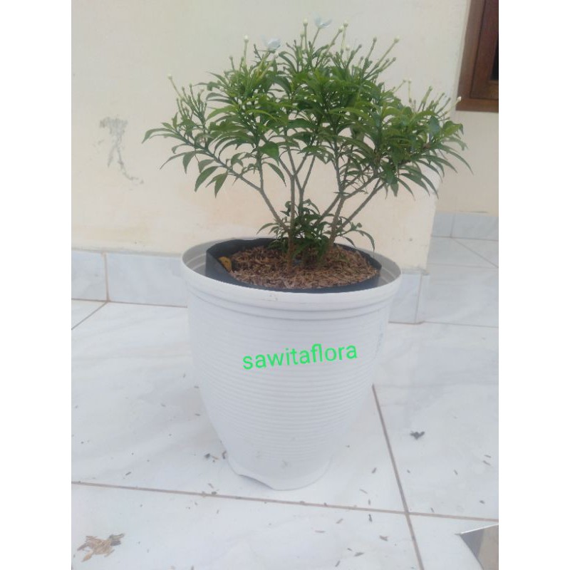 Tanaman Hias Saberna Mini