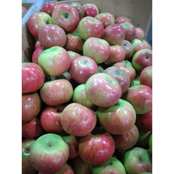 

apel malang fresh/1kg murah