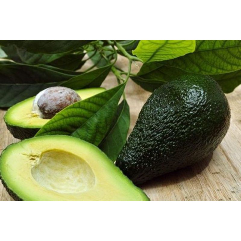 

Daun alpukat segar 50 lembar