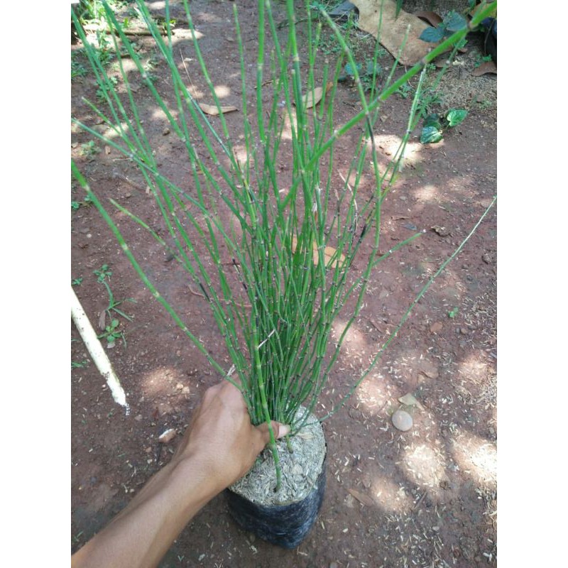 tanaman air bambu air diva/Bambu Air/pohon bambu air