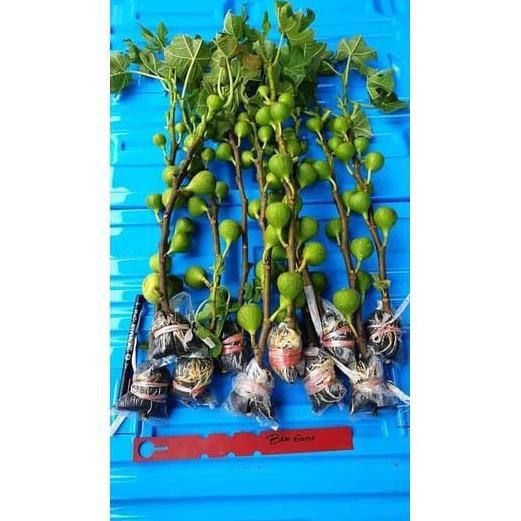 Bibit Buah Tin Buah Merah Jumbo