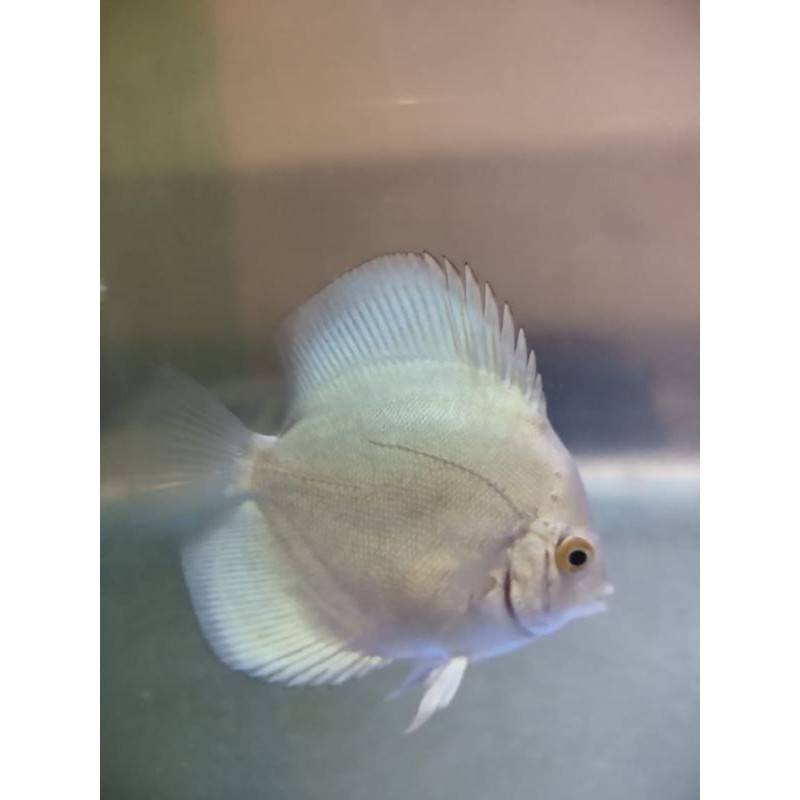 IKAN DISCUS BLUE DIAMOND