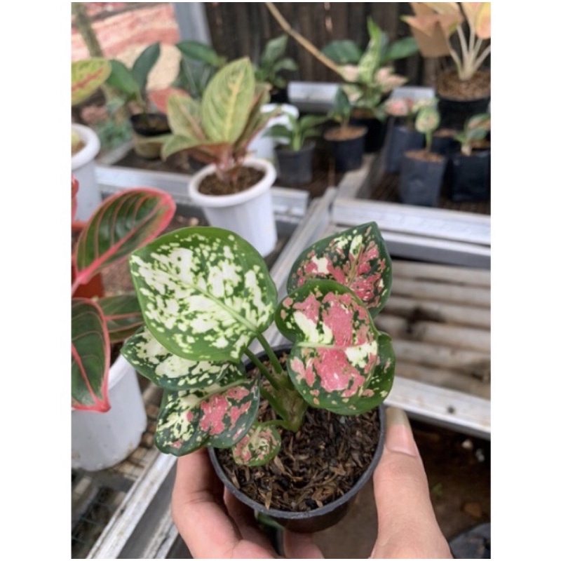 ANAKAN AGLONEMA TRICOLOR (baby imut)