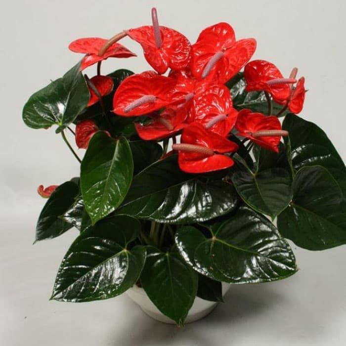 Tanaman Hias Anthurium Bunga Merah Anthurium Andraeanum Red Flamingo Shopee Indonesia