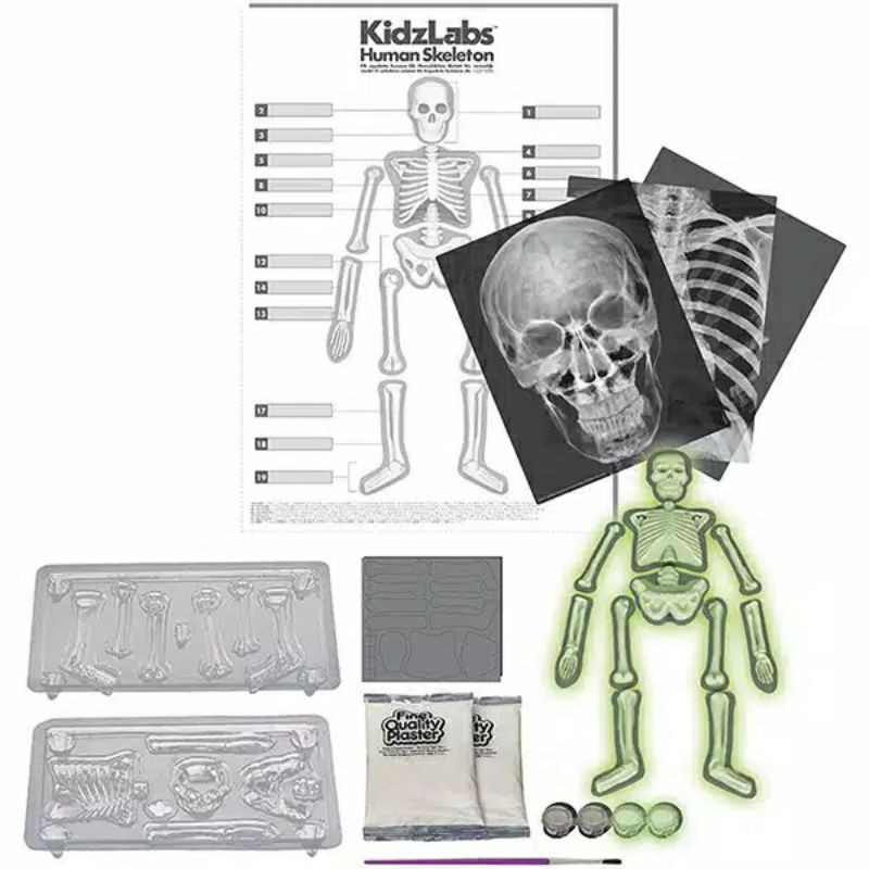 4M Glow Human Skeleton / 00-03375/Bydesign