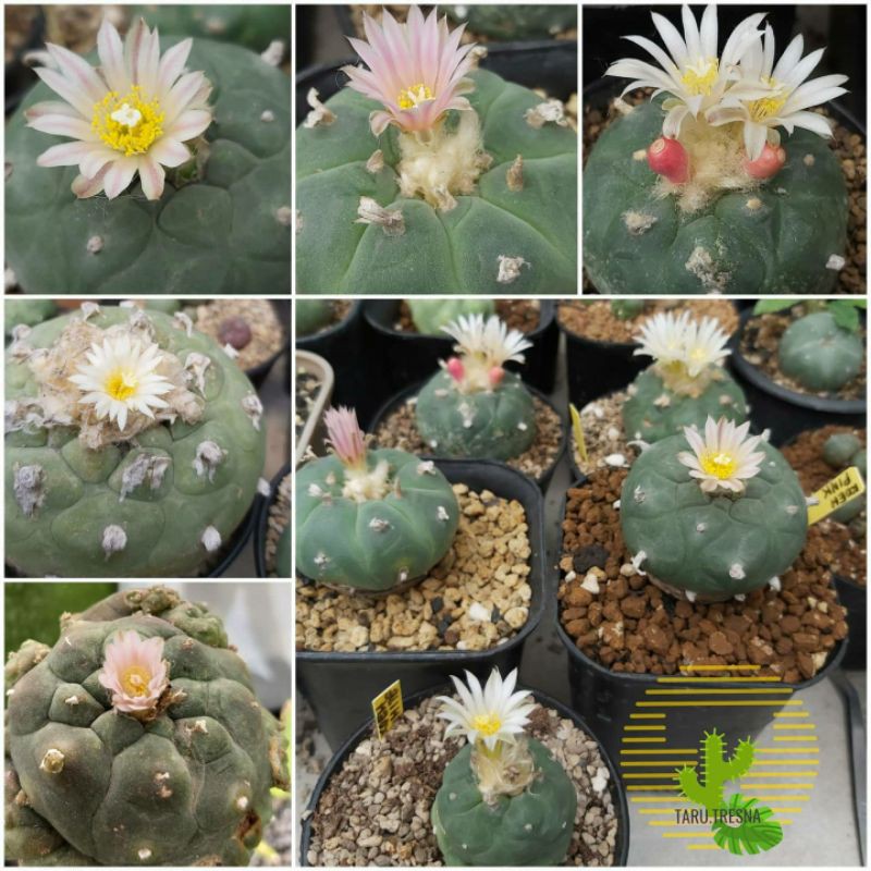 Mix Seeds Lophophora