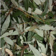 

Daun Litsea cubeba persoon L ( kilemo)250 gram kering