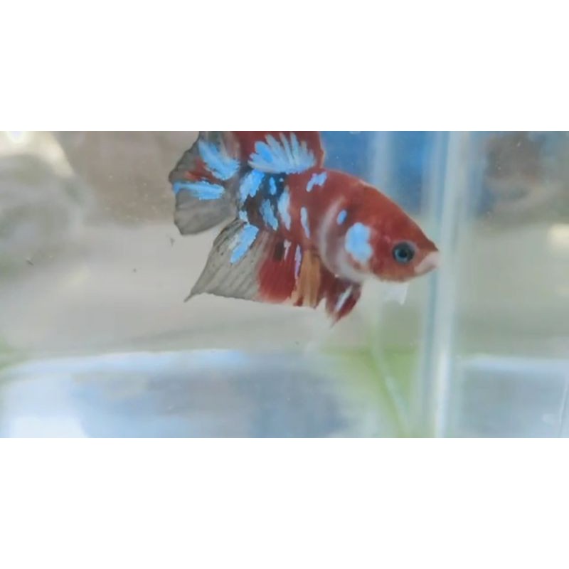 ikan cupang nemo multicolor