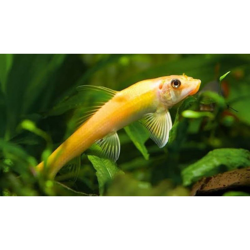 ikan hias aquascape - CAE (pemakan lumut/alga)