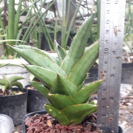 Sanseviera Hybrid Andaman / Sansivera Hybrid Andaman