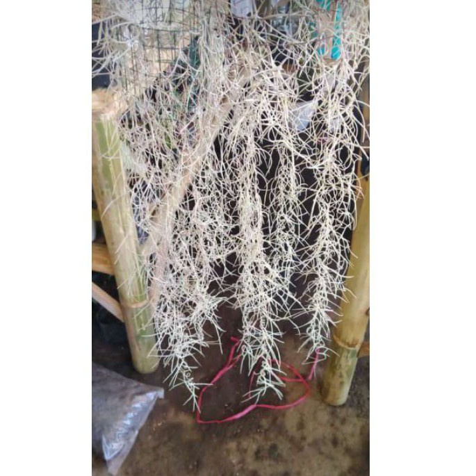 Tanaman Jenggot Musa / Nabi