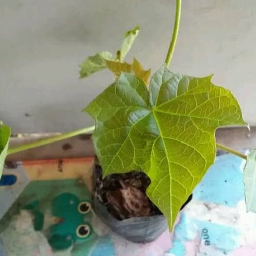 Bibit Tanaman Jarak Pagar Bibit Pohon Jarak Pagar Daun Jarak Pagar