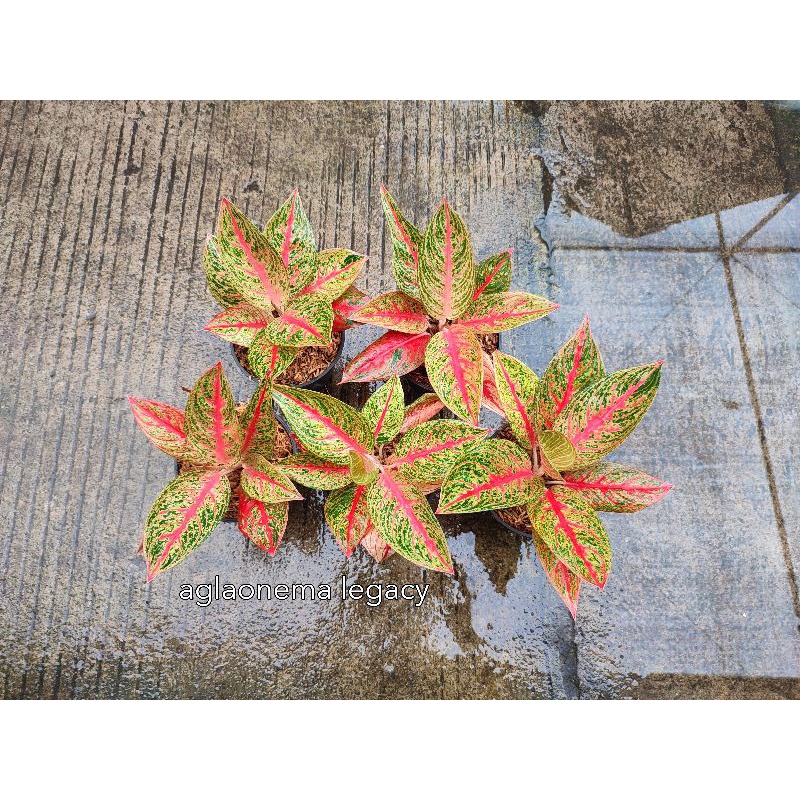 aglaonema legacy