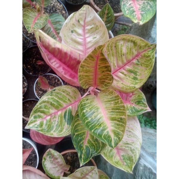 Bonggolan Aglonema Moonlight Tulang Merah