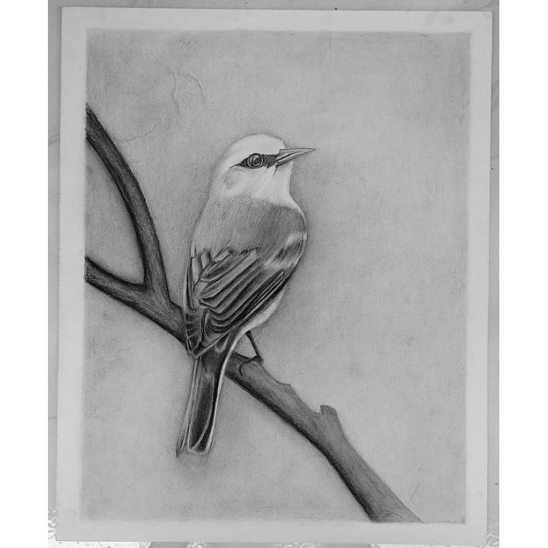 550 Koleksi Sketsa Gambar Burung Dengan Pensil Gratis Terbaru