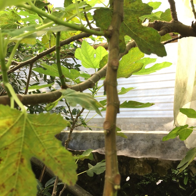 Cutting JTV (Jolly tiger varigata) Pohon Tin