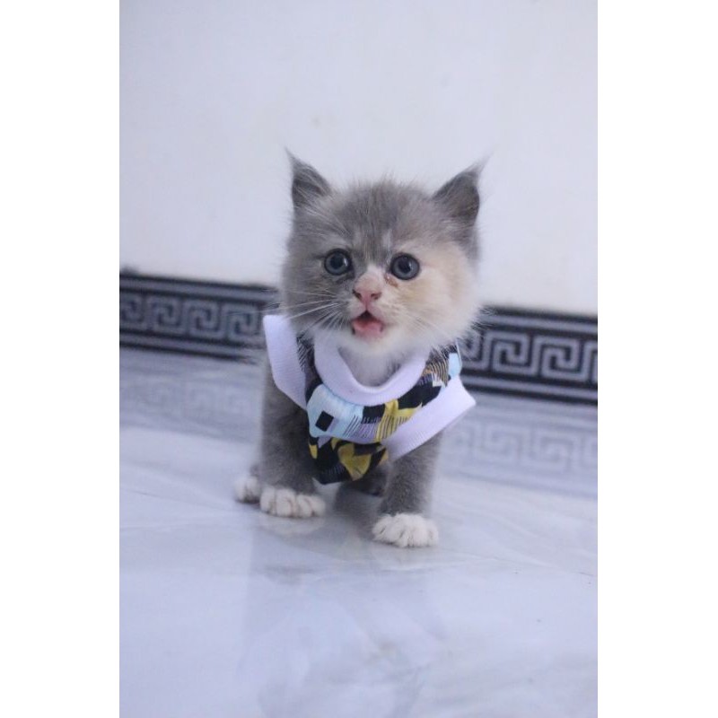 Kaos rumahan motif kotak-kotak #0182 lucu untuk kucing dan anjing / baju kucing murah size S-XL