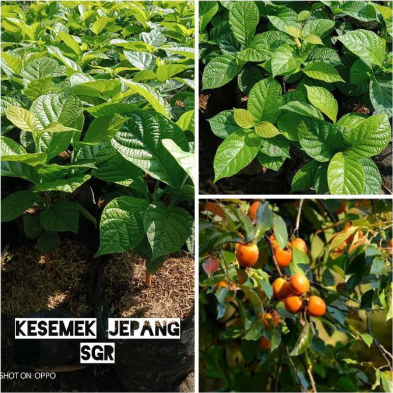 bibit kesemek jepang