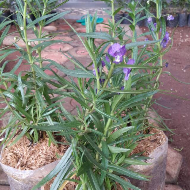 Tanaman Hias Lavender Lokal Bunga Angelonia Ungu