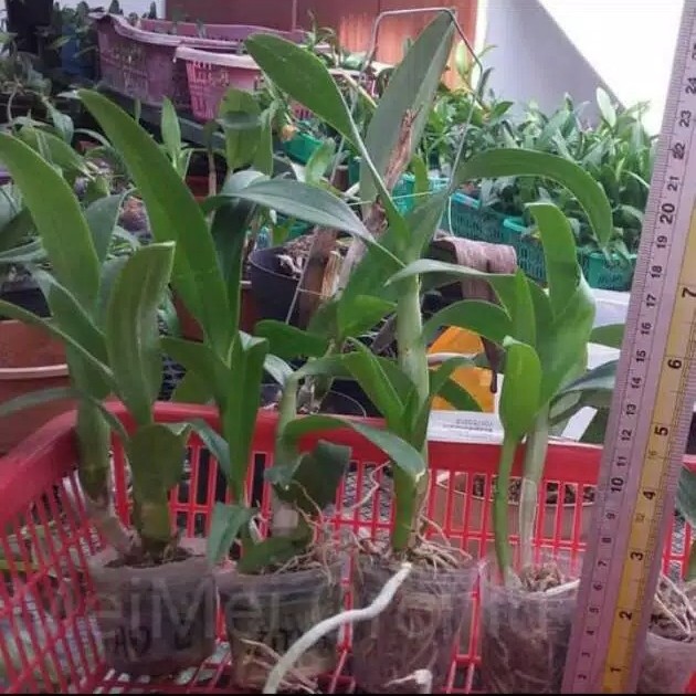 tanaman hias anggrek dendrobium bunga go green - bibit anggrek