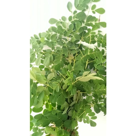 

DAUN KELOR SEGAR TERMURAH 100g (PESAN PAKAI JNT)