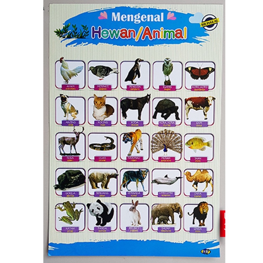 

Poster Edukasi Anak PAUD TK SD Mengenal Hewan / Animal
