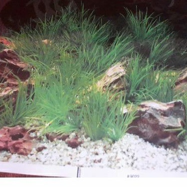 Background Aquarium Tinggi 30,40,50,60cm per meter