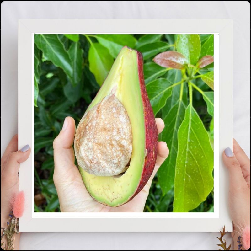 Bibit Alpukat Red Vietnam Superunggul