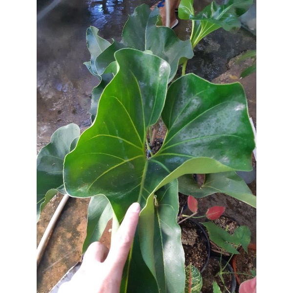 anthurium corong stank pendek ( besar indukan ) roset