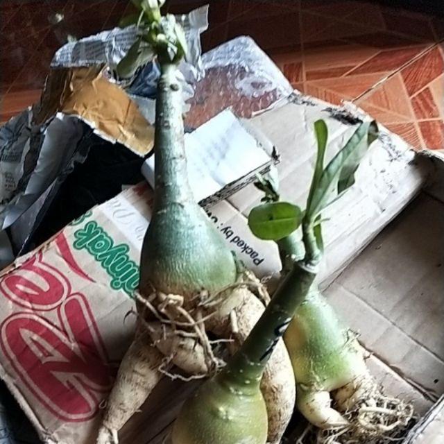 Bibit Bunga Kamboja Candik Ayu