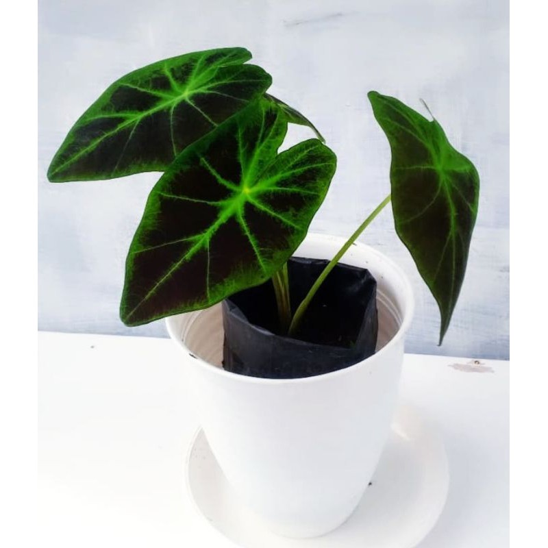 colocasia illustris , colocasia , alokasia black magic , colocasia black beauty