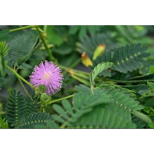 

DAUN PUTRI MALU SEGAR 1kg PUTRI MALU herbal alami