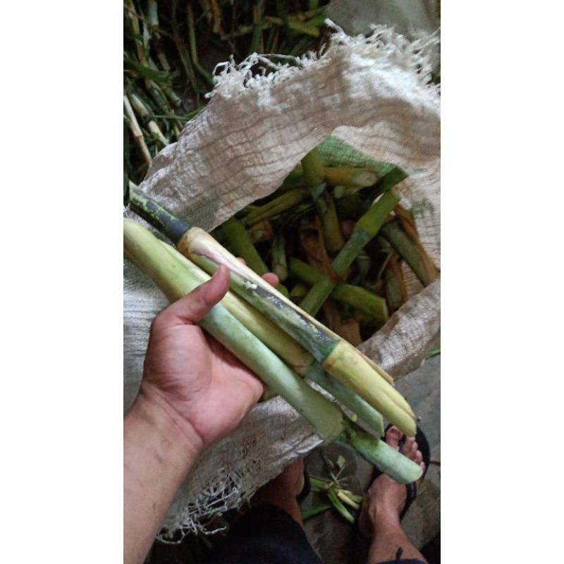 bibit rumput navier pakchong
