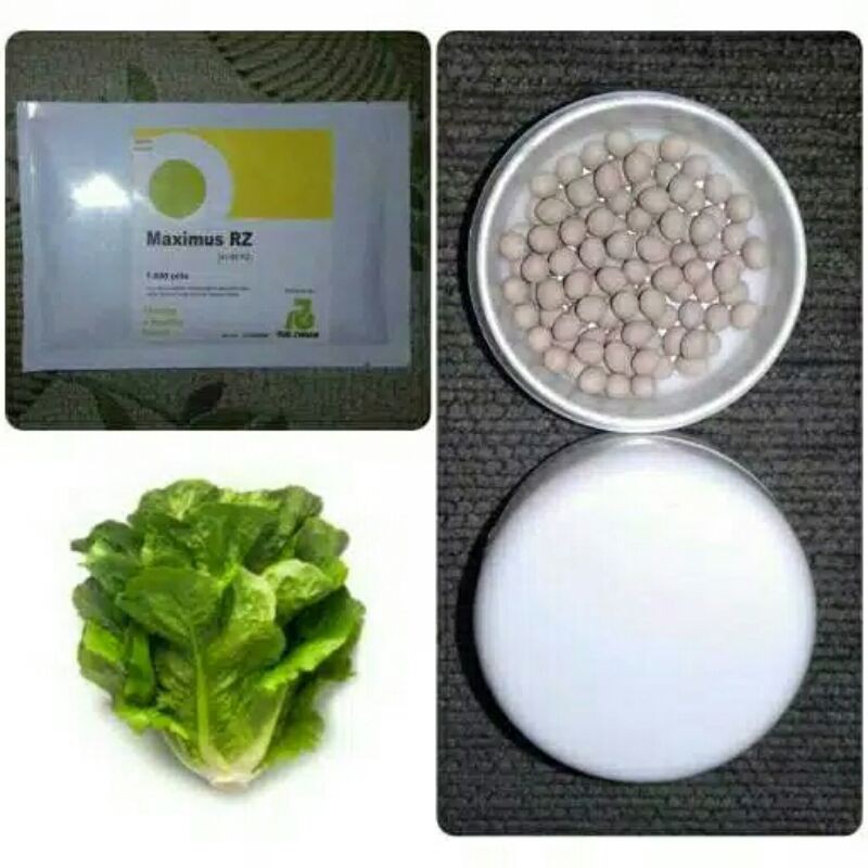 BENIH BIBIT SELADA ROMAIN MAXIMUS RZ 100 PILLS