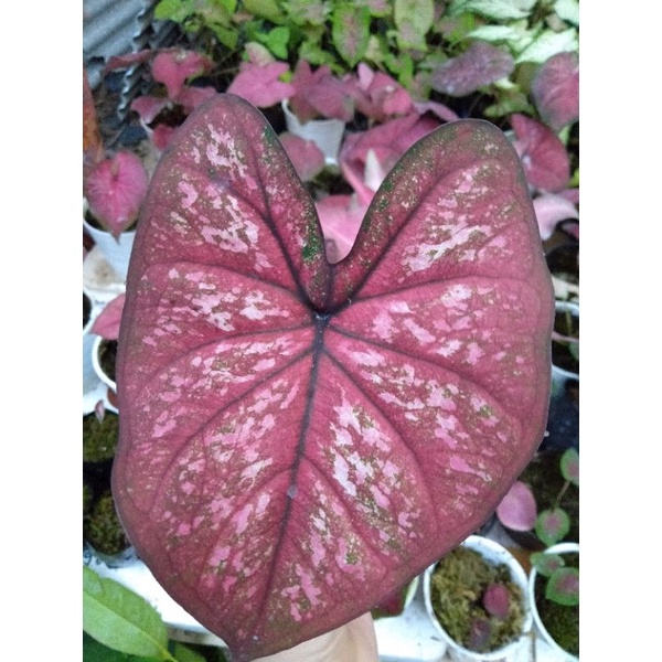 Keladi Caladium Red Dragon