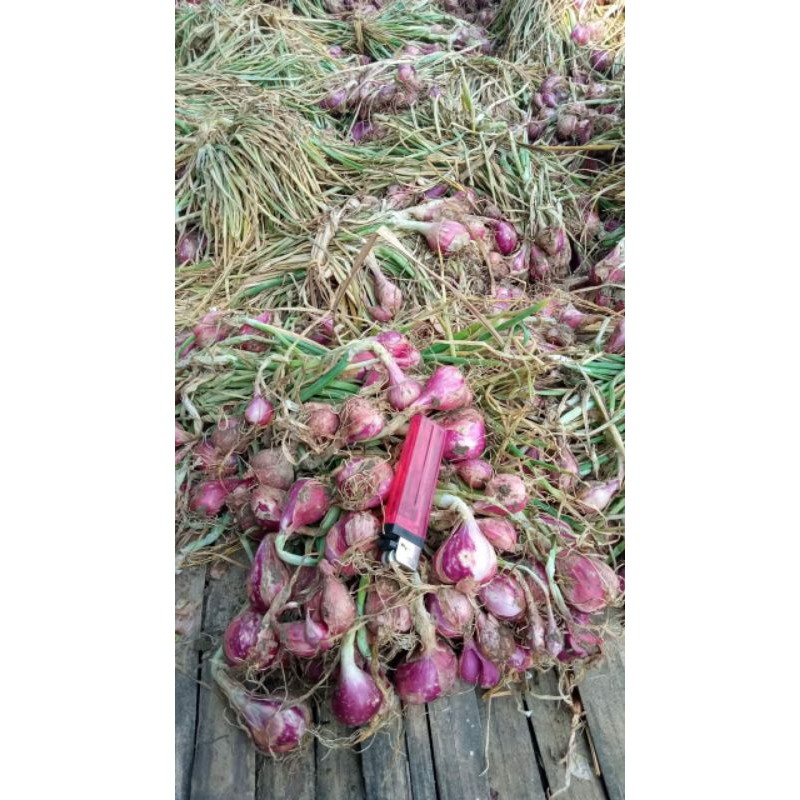 

bawang merah Brebes
