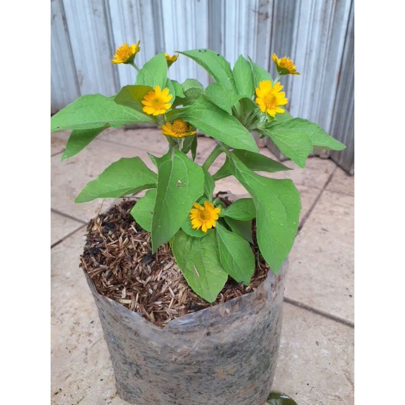 Tanaman Bunga Matahari kecil