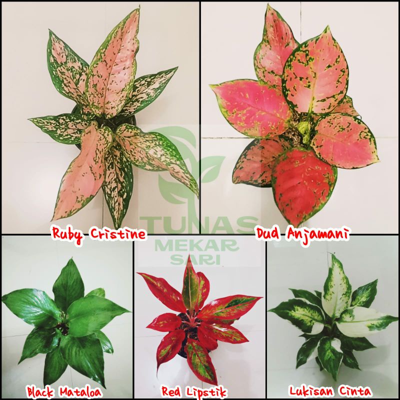 Paket macam tanaman aglonema berukuran remaja sedang