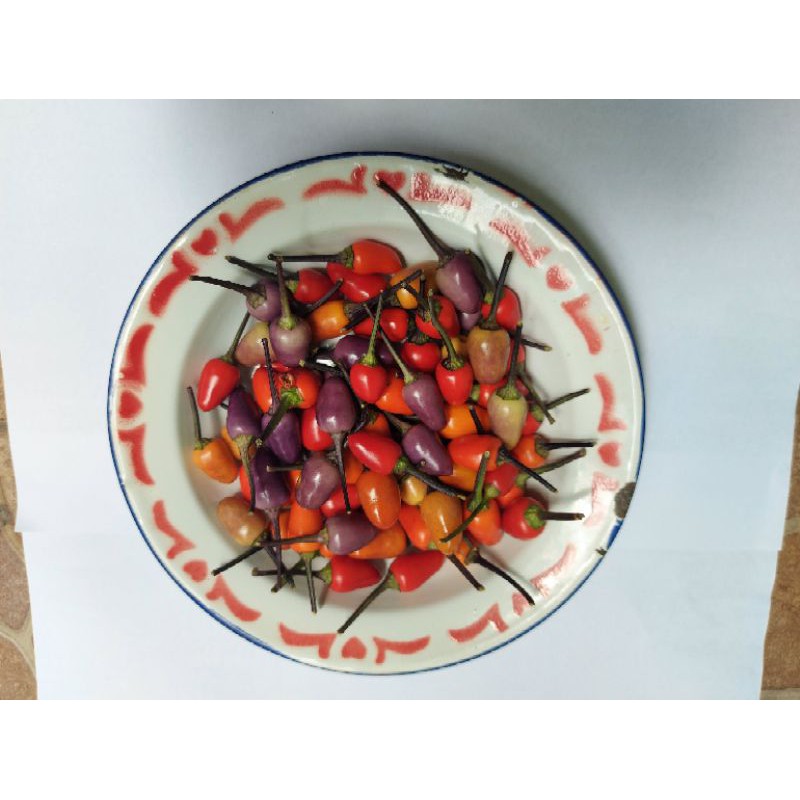 

Biji Cabe Pelangi ( warna warni ) Bolivian Rainbow isi 150 butir