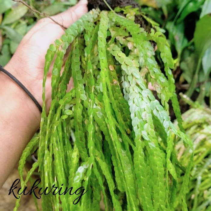 Bibit tanaman hias huperzia subur dengan media pakis lempeng