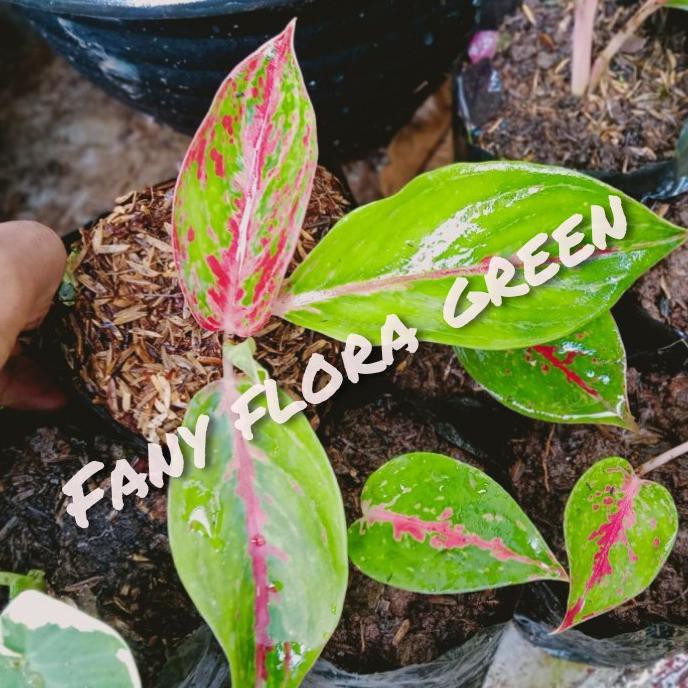 Baby/bibit aglonema stardust merah
