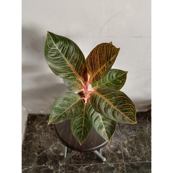 media tanam cocopeat