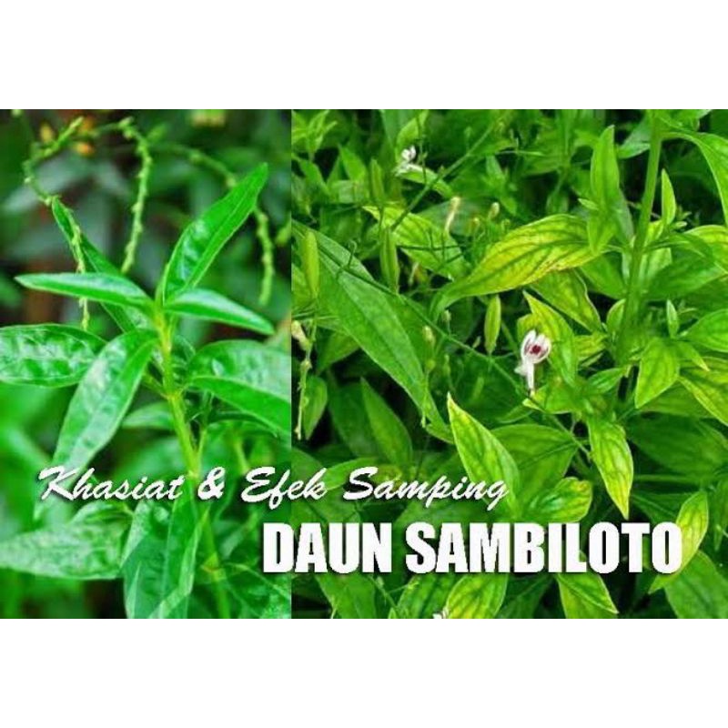 Tanaman Pohon Herbal Sambiluto