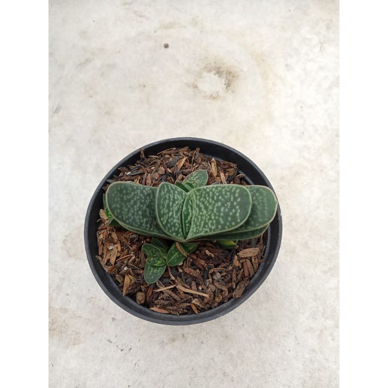 

Gasteria Fujimini
