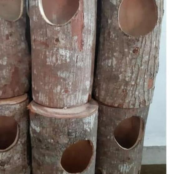 glodok murai/glodokan murai/glodokan kandang murai/ternak murai