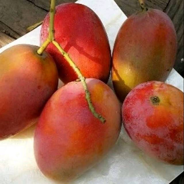 Bibit mangga red emperor