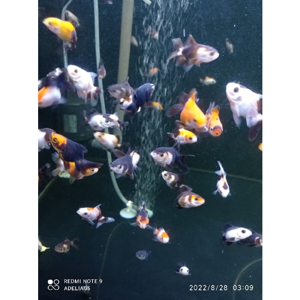 baby koki oranda panda 3colour